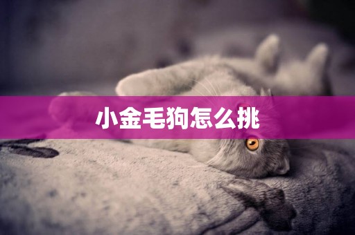 小金毛狗怎么挑