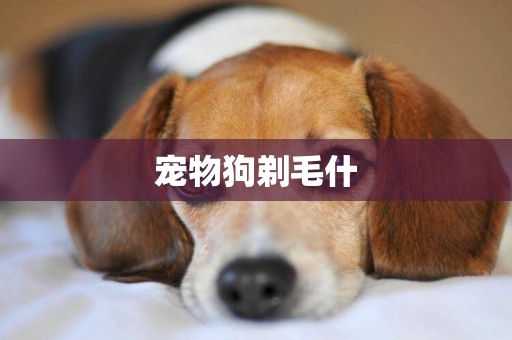 寵物狗剃毛什