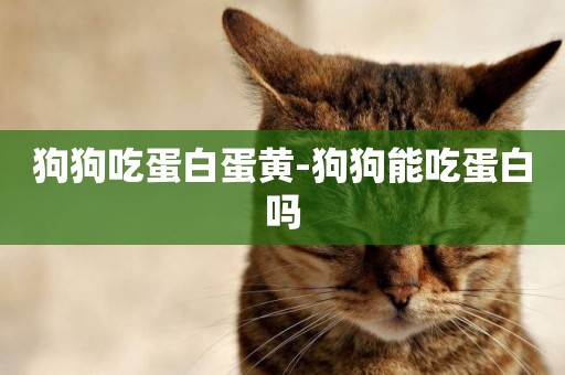 狗狗吃蛋白蛋黃-狗狗能吃蛋白嗎