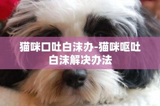 貓咪口吐白沫辦-貓咪嘔吐白沫解決辦法