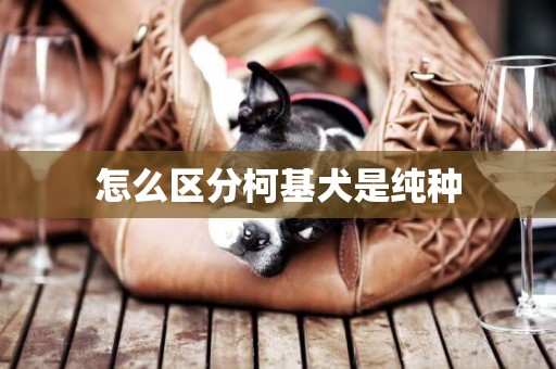 怎么區分柯基犬是純種