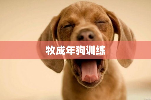 牧成年狗訓練