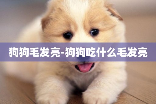 狗狗毛發亮-狗狗吃什么毛發亮