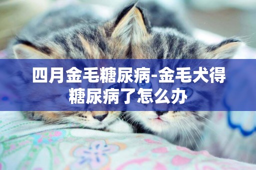 四月金毛糖尿病-金毛犬得糖尿病了怎么辦