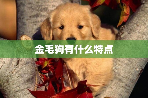 金毛狗有什么特點