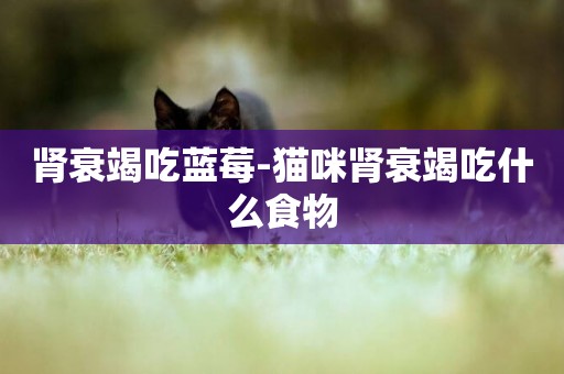 腎衰竭吃藍莓-貓咪腎衰竭吃什么食物
