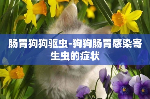 腸胃狗狗驅蟲-狗狗腸胃感染寄生蟲的癥狀