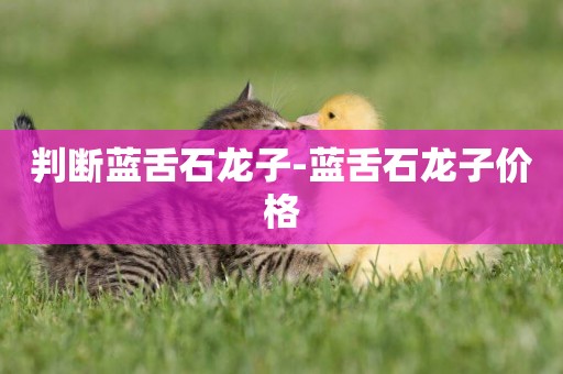 判斷藍舌石龍子-藍舌石龍子價格