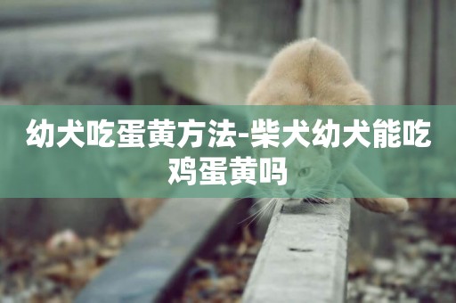 幼犬吃蛋黃方法-柴犬幼犬能吃雞蛋黃嗎