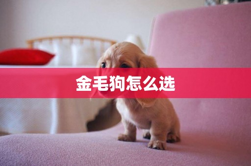 金毛狗怎么選