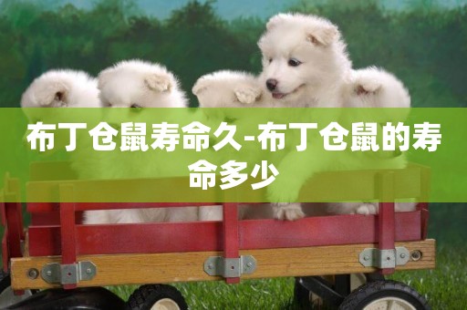 布丁倉鼠壽命久-布丁倉鼠的壽命多少