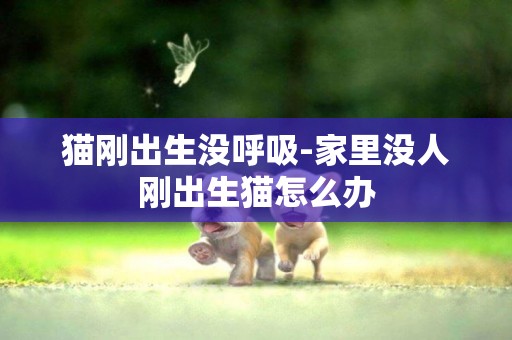 貓剛出生沒呼吸-家里沒人剛出生貓怎么辦