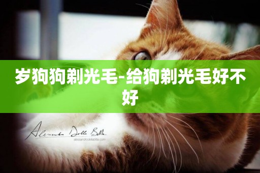 歲狗狗剃光毛-給狗剃光毛好不好