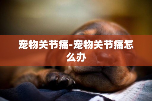 寵物關節痛-寵物關節痛怎么辦