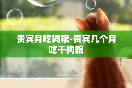 貴賓月吃狗糧-貴賓幾個月吃干狗糧