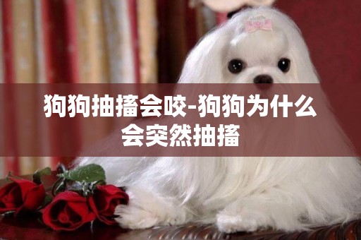 狗狗抽搐會咬-狗狗為什么會突然抽搐