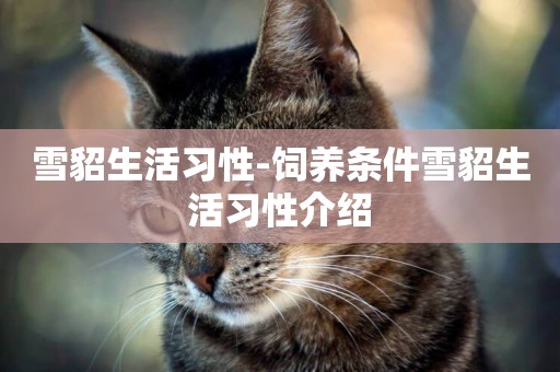 雪貂生活習性-飼養條件雪貂生活習性介紹
