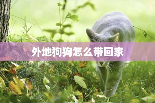 外地狗狗怎么帶回家
