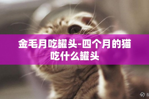 金毛月吃罐頭-四個月的貓吃什么罐頭