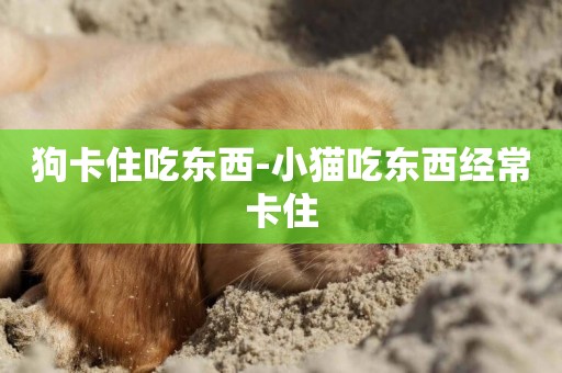 狗卡住吃東西-小貓吃東西經常卡住
