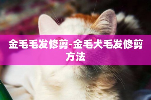金毛毛發修剪-金毛犬毛發修剪方法