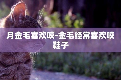 月金毛喜歡咬-金毛經常喜歡咬鞋子