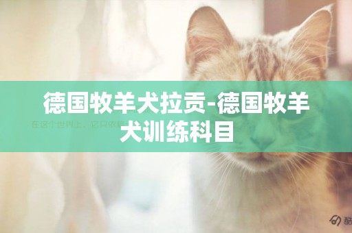 德國牧羊犬拉貢-德國牧羊犬訓練科目