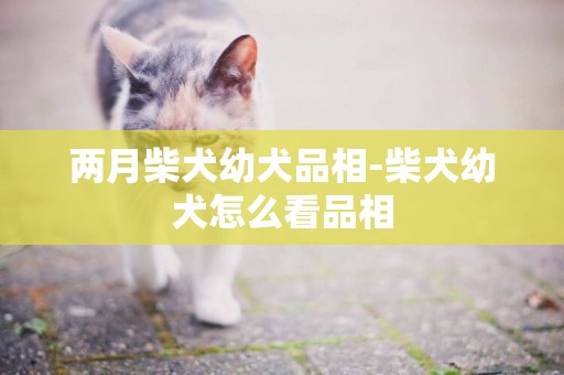 兩月柴犬幼犬品相-柴犬幼犬怎么看品相
