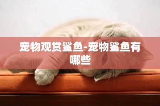 寵物觀賞鯊魚-寵物鯊魚有哪些