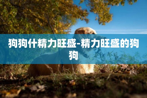 狗狗什精力旺盛-精力旺盛的狗狗