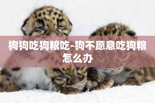 狗狗吃狗糧吃-狗不愿意吃狗糧怎么辦