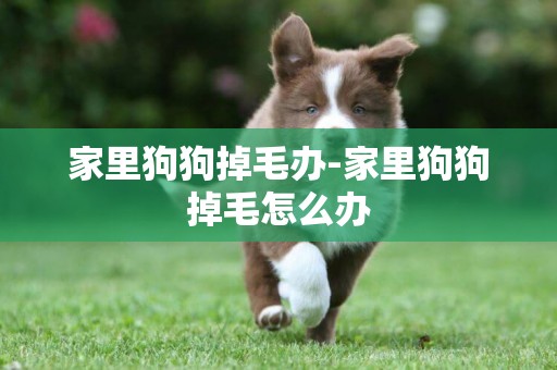 家里狗狗掉毛辦-家里狗狗掉毛怎么辦