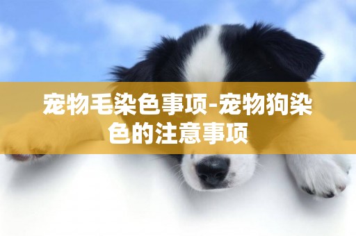 寵物毛染色事項-寵物狗染色的注意事項