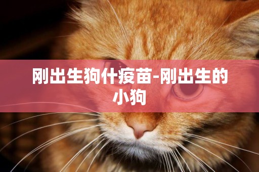 剛出生狗什疫苗-剛出生的小狗