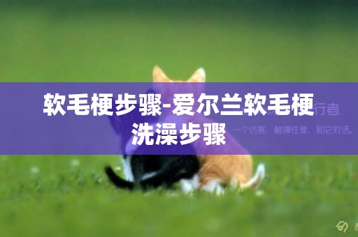 軟毛梗步驟-愛爾蘭軟毛梗洗澡步驟