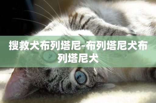 搜救犬布列塔尼-布列塔尼犬布列塔尼犬