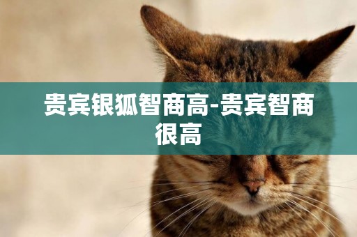 貴賓銀狐智商高-貴賓智商很高