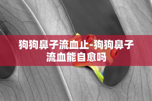 狗狗鼻子流血止-狗狗鼻子流血能自愈嗎