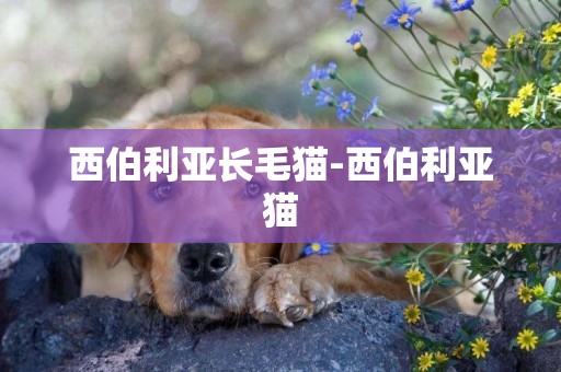 西伯利亞長毛貓-西伯利亞貓