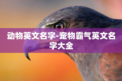 動物英文名字-寵物霸氣英文名字大全