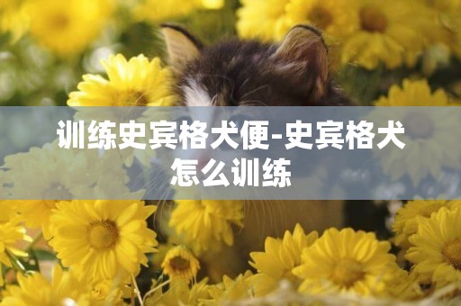 訓練史賓格犬便-史賓格犬怎么訓練