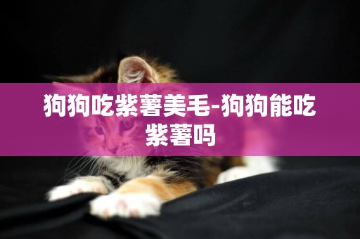 狗狗吃紫薯美毛-狗狗能吃紫薯嗎
