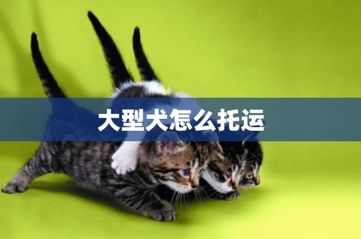 大型犬怎么托運