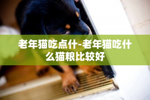 老年貓吃點什-老年貓吃什么貓糧比較好