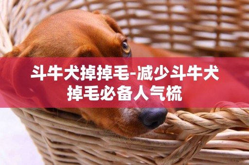 斗牛犬掉掉毛-減少斗牛犬掉毛必備人氣梳