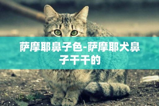 薩摩耶鼻子色-薩摩耶犬鼻子干干的