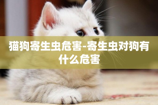 貓狗寄生蟲危害-寄生蟲對狗有什么危害