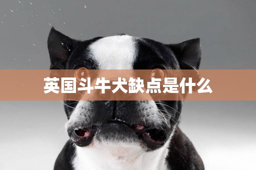 英國斗牛犬缺點是什么