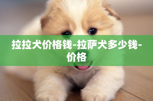 拉拉犬價格錢-拉薩犬多少錢-價格