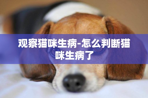 觀察貓咪生病-怎么判斷貓咪生病了
